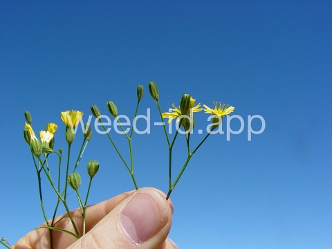 nipplewort